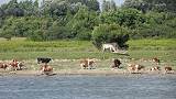 Viehhaltung auf einer
            Donauinsel in Serbien