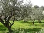 Olivenbäume am Ölberg bei Dominus flevit
