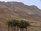 Palmenhain in Ein Gedi dahinter das steil zum toten Meer abfallende judäische Gebirge
