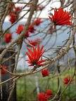 Blühender Korallenbaum im Garten der Kirche der Seligpreisungen