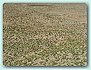 Aufstieg zum hohen Atlas. Grasvegetation.