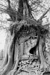 Ficus religiosa in Bhaktapur, Nepal 1995