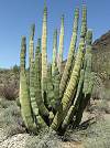 Organ Pipe
            cactus